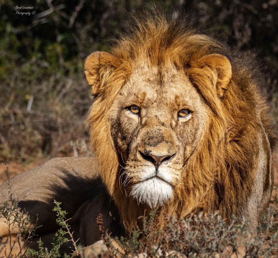 Woodbury Tented Camp - Réserve animalière d'Amakhala Extérieur photo