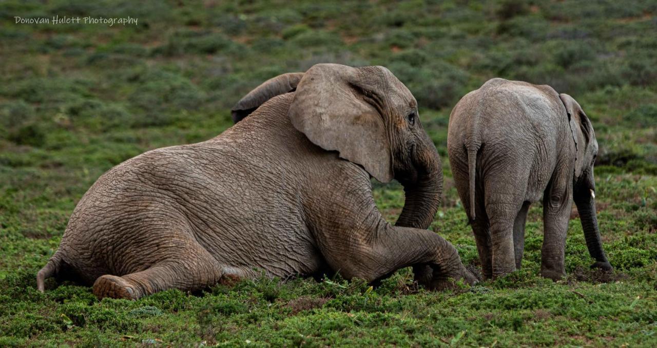 Woodbury Tented Camp - Réserve animalière d'Amakhala Extérieur photo