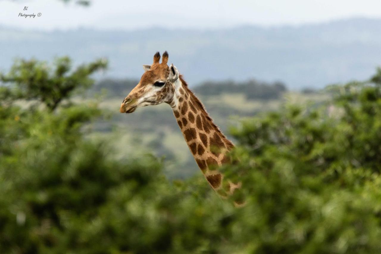 Woodbury Tented Camp - Réserve animalière d'Amakhala Extérieur photo