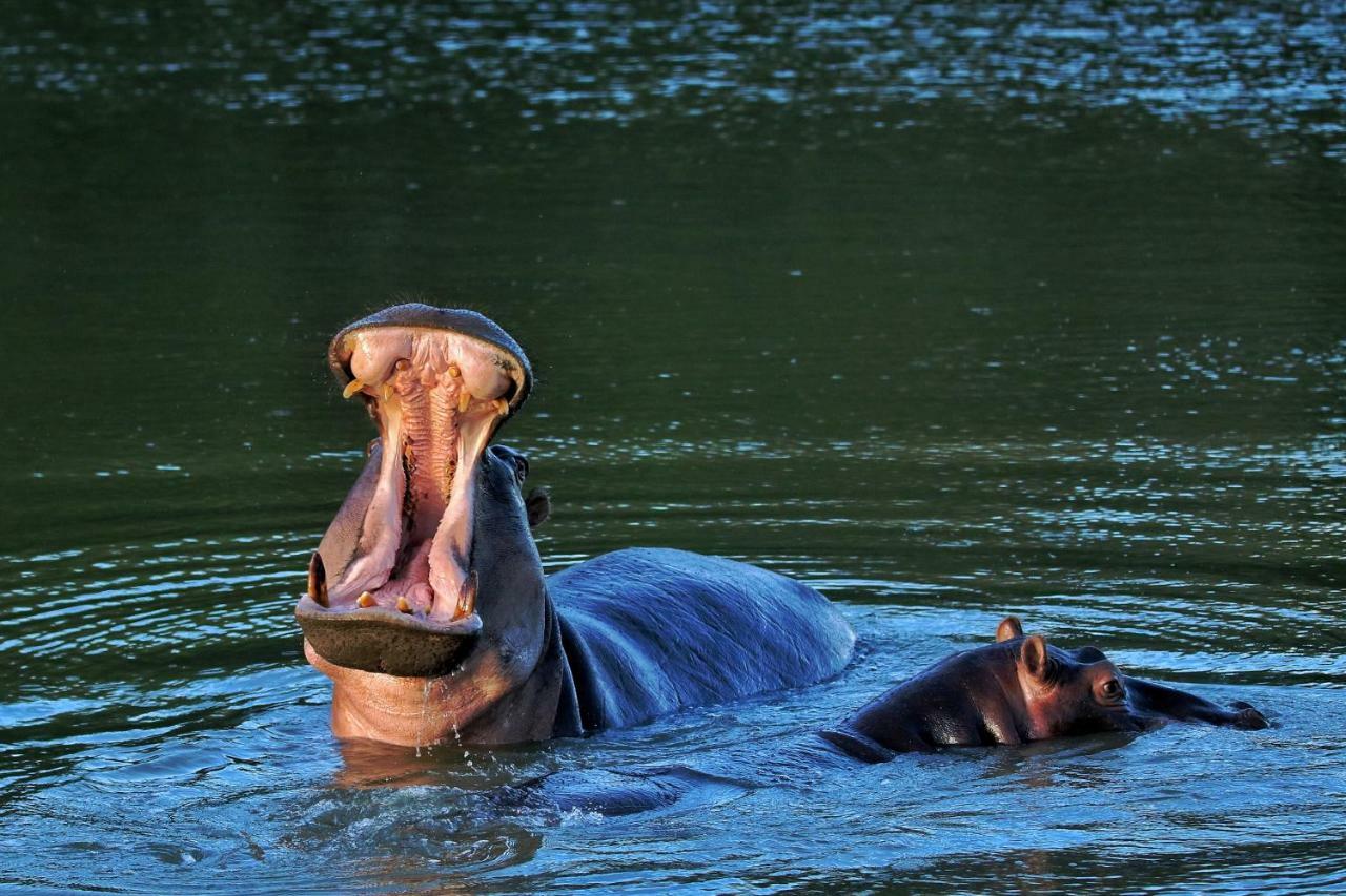Woodbury Tented Camp - Réserve animalière d'Amakhala Extérieur photo